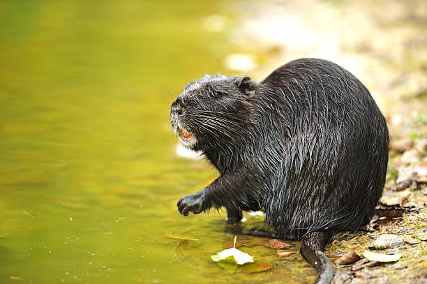 istock Portrait of a nutria 149429272