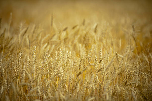 istock Close-up of golden wheatfield. 149429287