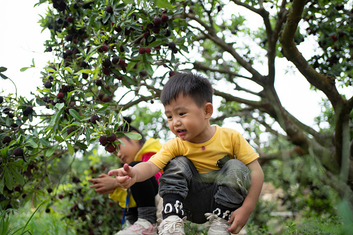 Happy life of Asian children in the farm