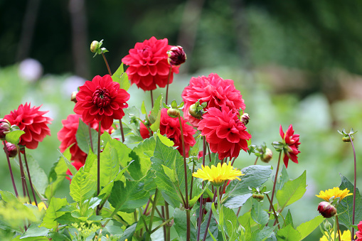 Red Dahlia flowers are isolated on the green background.