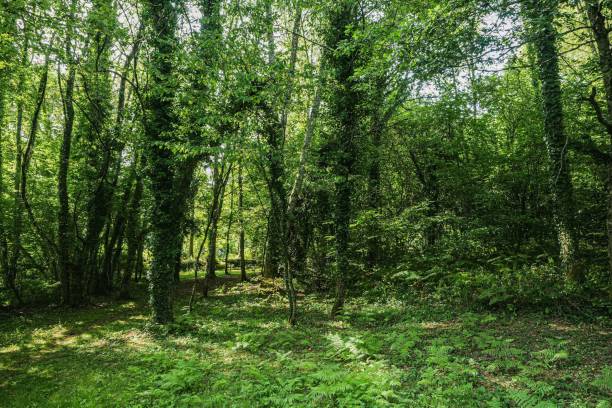 istock France Montferrier forest filled with an array of trees and foliage 1494296039
