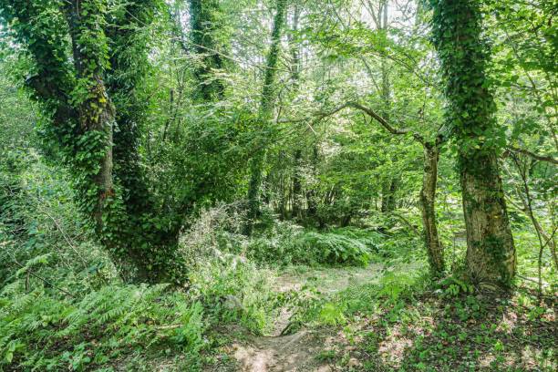 istock France Montferrier forest filled with an array of trees and foliage 1494296041