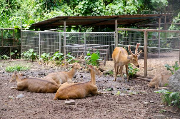 istock Group of deer at the zoo 1494296369