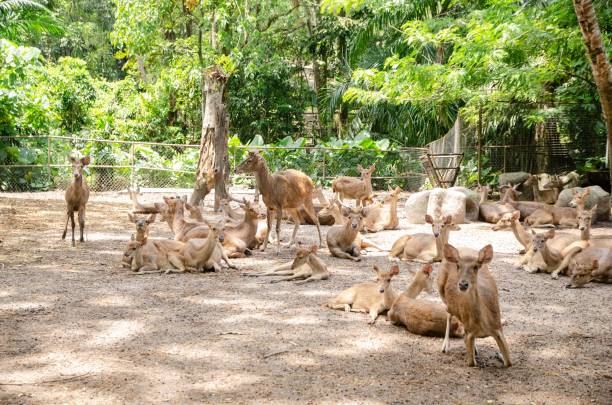 istock Group of deer at the zoo 1494296383