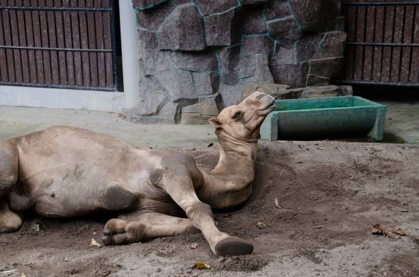 istock Camel resting on the ground at the zoo 1494296422