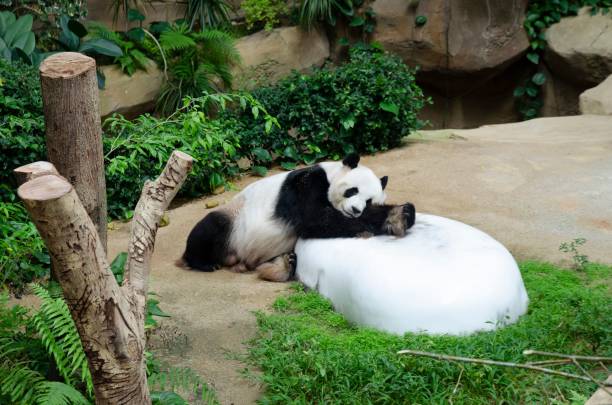 An adorable panda resting at the zoo