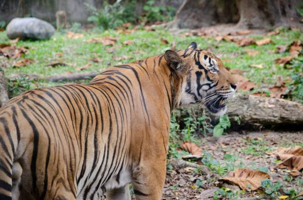 istock Majestic Bengal tiger at the zoo 1494296441