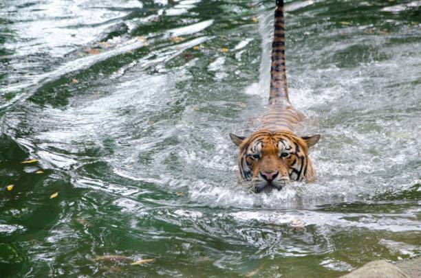 istock Tiger swimming in the pond at zoo 1494296448