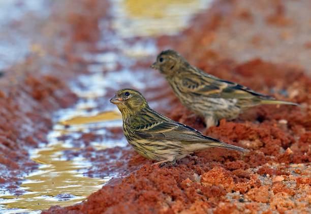 EUROPEAN SERIN  (Serinus serinus) European Serin (Serinus serinus) two females drinking from water in car track

Coto Donana, Andalucia, Spain                 May serin stock pictures, royalty-free photos & images