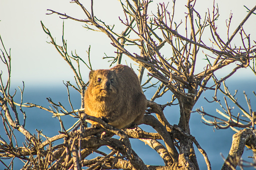 Rock hyrax on sentry duty in a bare tree
