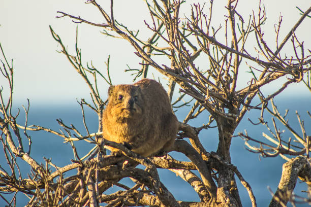 Rock hyrax on sentry duty in a bare tree A Rock hyrax, Procavia Capensis, sentry sitting between the bare branches of a dead tree in the golden morning light, Tsitsikamma, Coastline. Although they look like a rodent, the rock hydrax, also known as a dassie, are actually the closest living relative of the African Elephant. tree hyrax stock pictures, royalty-free photos & images