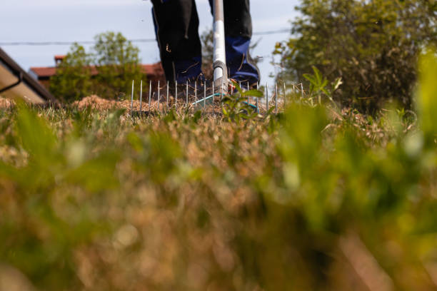 istock Gardener removing dry grass with Thatch Rakes on his lawn. 1494297512
