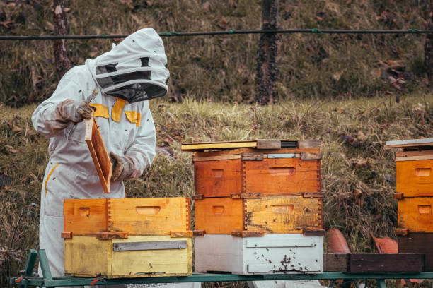 istock The beekeeper checking the honeycomb. Looks at bees after winter. 1494297576