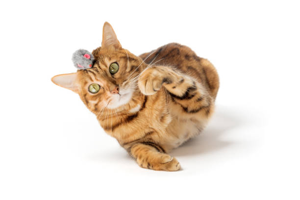 istock Red domestic cat plays with a toy mouse 1494298330