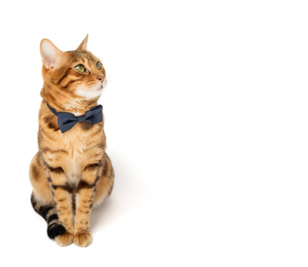 istock A cute red cat sits in a bow tie on a white background. 1494298347