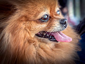 Pomeranian portrait. Face of the dog. Close-up.