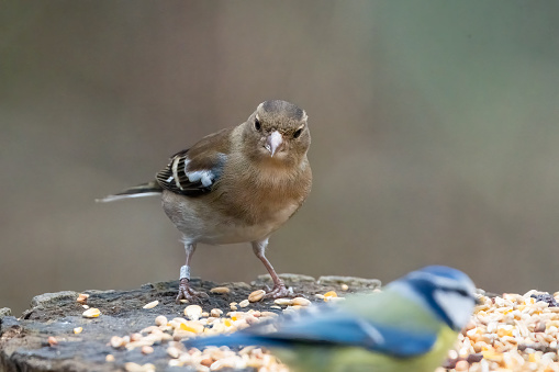 Chaffinch and bluetit on a feeding table at Gosforth Park Nature Reserve. Extreme Close-ups.