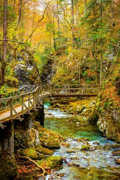 A wooden bridge spans a tranquil stream in a forest during the autumn season