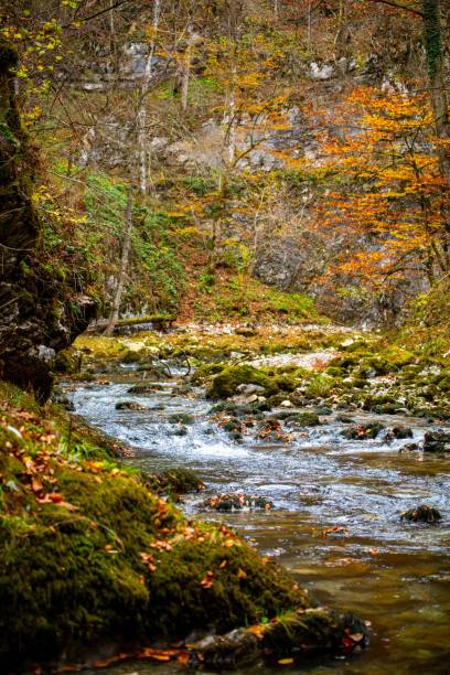 istock there are many trees that are next to a river and some rocks 1494302476