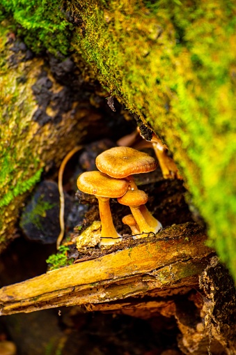 A close-up of two mushrooms growing on a tree stump surrounded by green moss and small rocks in a natural outdoor environment