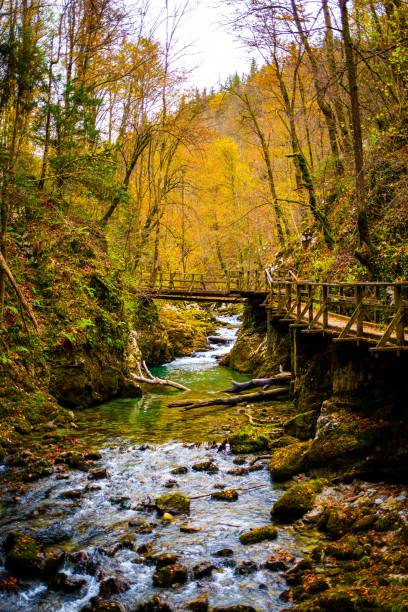 istock a creek is surrounded by trees and rocks with a bridge in the background 1494302497