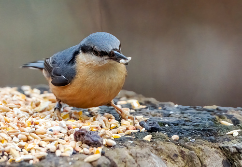 Nuthatch at a bird feeding table in Gosforth Park Nature Reserve.