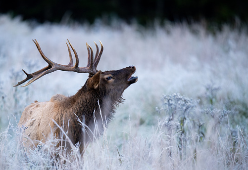 Bull Elk bugling in the frosty air during the autumn rut in the mountain meadow.