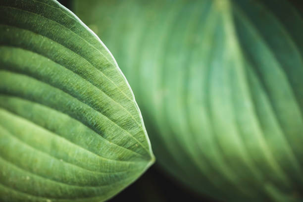 istock green leaves close-up 1494306344