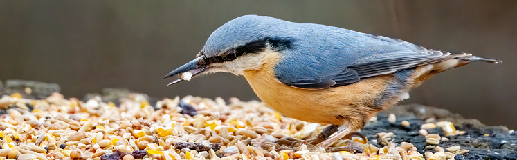 Nuthatch at a bird feeding table in Gosforth Park Nature Reserve.