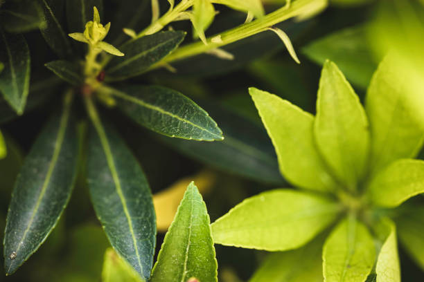 istock green leaves close-up 1494307137