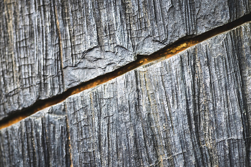 big tree bark texture