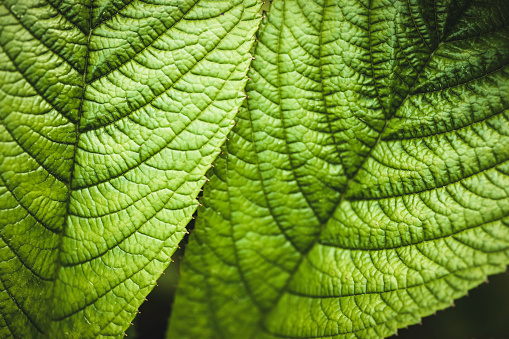 Green leaf with veins close-up.