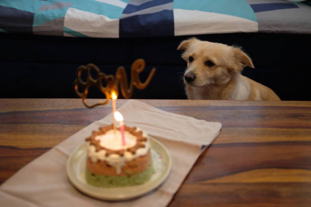 istock Puppy Birthday 1494309564