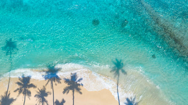 istock Summer palm tree  and Tropical beach with blue  sky background 1494309831