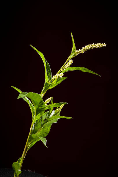 Persicaria lapathifolia_dock knotweed on black stock photo