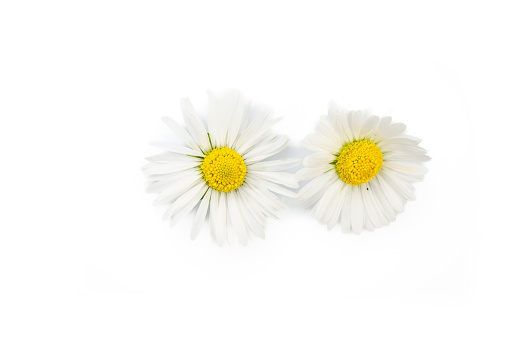 Beautiful summer landscape, wild daisy flowers in the meadow.