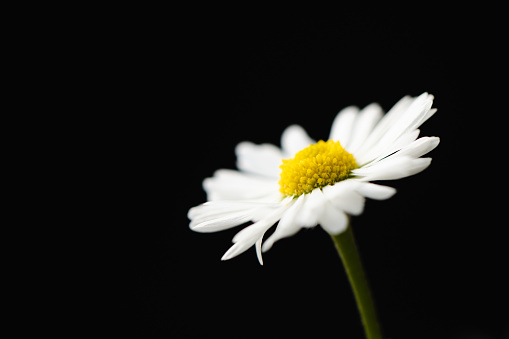 decoration for holidays, birthday, women's day, mother's day. The flower of a beautiful, lush white chrysanthemum on a blue background.