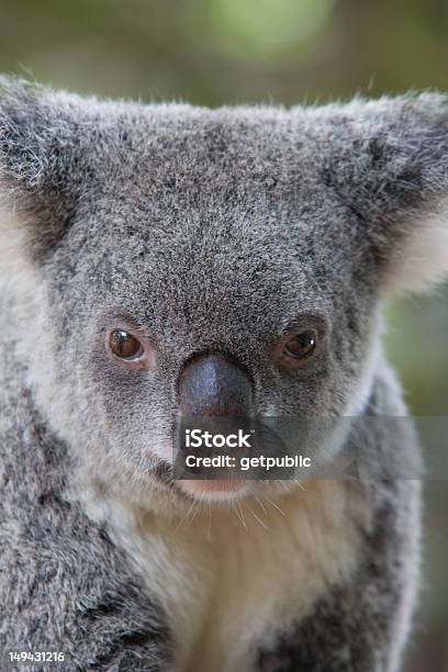 Foto de Coala e mais fotos de stock de Australia Zoo - Australia Zoo, Animais em Extinção, Animal
