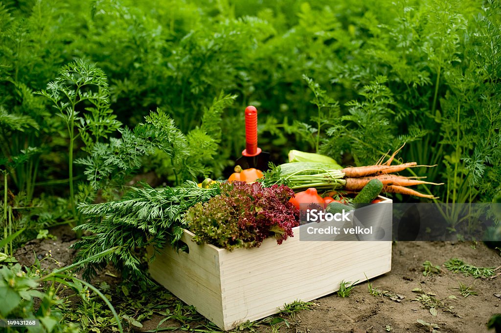 Crop An image of fresh vegetables in a crate Abundance Stock Photo