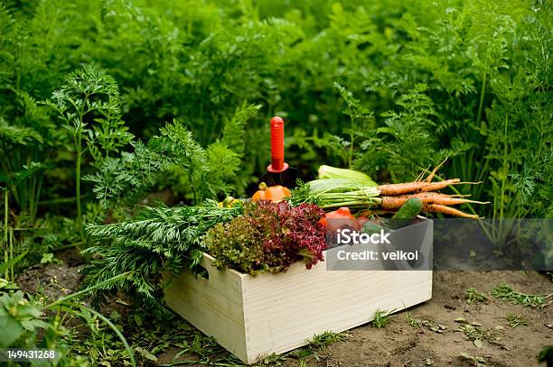 Crop Stock Photo - Download Image Now - Abundance, Agriculture, Autumn