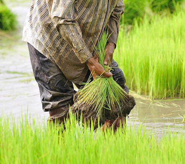 istock Rice in the farmers hand 149431313