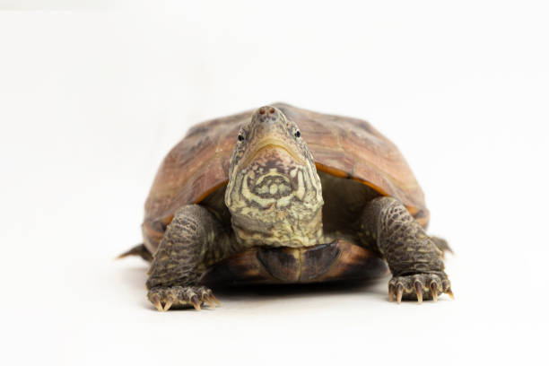 istock The razor-backed musk turtle (Sternotherus carinatus)  on white background 1494313925