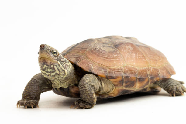 istock The razor-backed musk turtle (Sternotherus carinatus)  on white background 1494314219