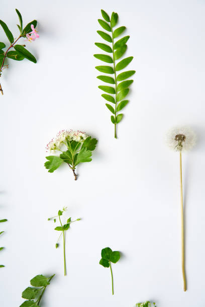 istock Collection set of various leaves, plants and herbs on white background. 1494316132