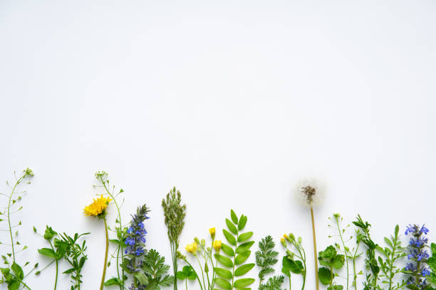istock Leaves border made of different plants and herbs with copy space for text 1494316140