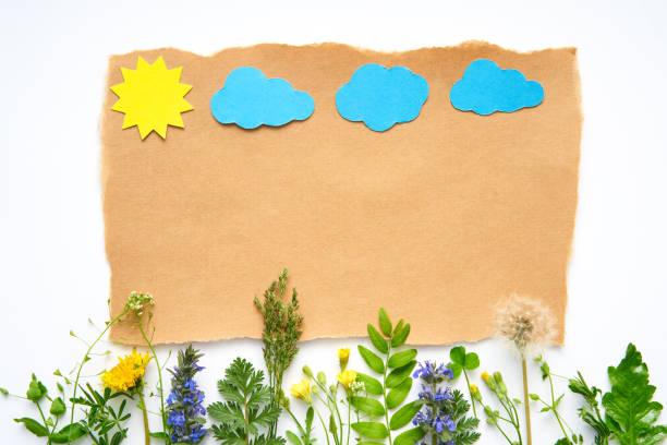 Creative composition of plants and flowers with paper sun and clouds on white background with copy space