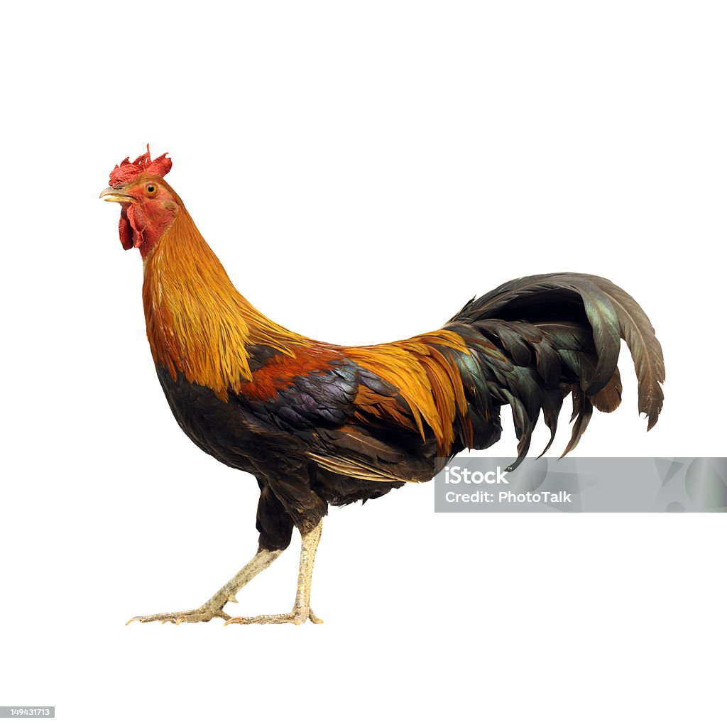 Красочные Rooster-Большой XXL - Стоковые фото Петух роялти-фри