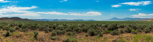 istock Trees and wildflowers in Steens Mountain Area 1494317377
