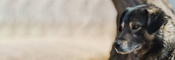 istock Gray dog looks into the distance 1494317675
