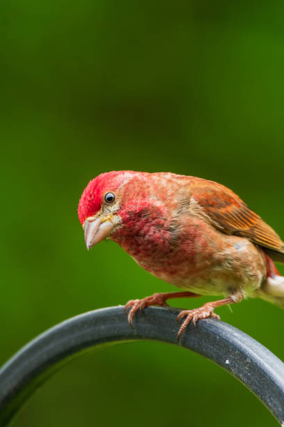 istock Red Finch sits on feeder 1494318088